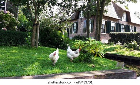Learn about chicken road demo